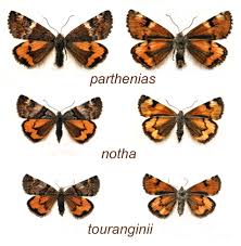 Attēlu rezultāti vaicājumam “Boudinotiana notha”