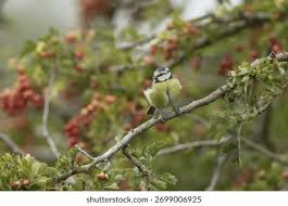 Attēlu rezultāti vaicājumam “Cyanistes caeruleus adult”