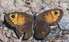 Attēlu rezultāti vaicājumam “Lasiommata megera male”