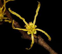 Attēlu rezultāti vaicājumam “Hamamelis”
