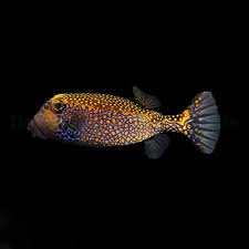 Attēlu rezultāti vaicājumam “Meleagris male”