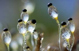 Attēlu rezultāti vaicājumam “Pilobolus crystallinus”