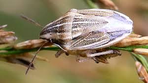 Attēlu rezultāti vaicājumam “Aelia acuminata”