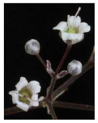 Attēlu rezultāti vaicājumam “Gypsophila paniculata bud”