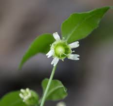 Attēlu rezultāti vaicājumam “Silene baccifera flower”