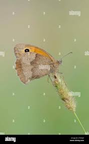 Attēlu rezultāti vaicājumam “Maniola jurtina”