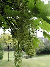 Attēlu rezultāti vaicājumam “Acer pseudoplatanus flower”