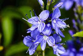 Image result for Veronica teucrium