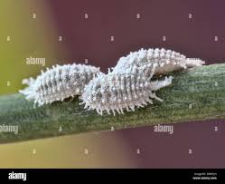 Attēlu rezultāti vaicājumam “Sternorrhyncha”