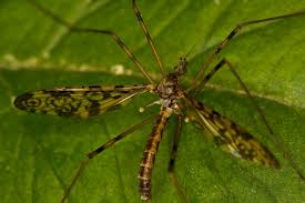 Attēlu rezultāti vaicājumam “Tipulidae”