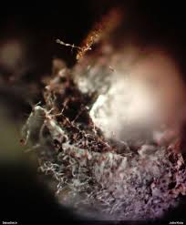 Attēlu rezultāti vaicājumam “Badhamiopsis sp.”