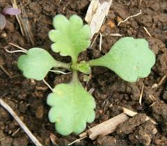 Attēlu rezultāti vaicājumam “Jacobaea vulgaris leaf”