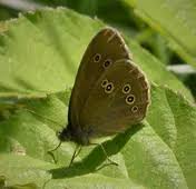Attēlu rezultāti vaicājumam “Aphantopus hyperantus upperside”