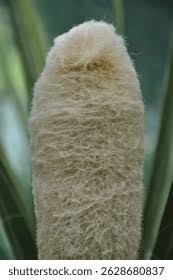 Attēlu rezultāti vaicājumam “Typha angustifolia  leaf”