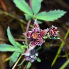 Attēlu rezultāti vaicājumam “Comarum palustre flower”