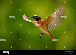 Attēlu rezultāti vaicājumam “Phoenicurus phoenicurus”