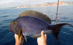 Image result for Acanthurus xanthopterus