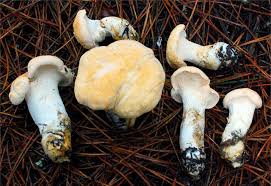 Attēlu rezultāti vaicājumam “Hydnum repandum”