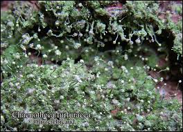 Attēlu rezultāti vaicājumam “Chaenotheca furfuracea”