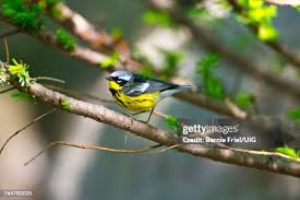 Image result for Dendroica magnolia