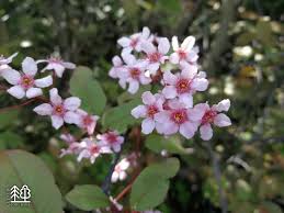 Attēlu rezultāti vaicājumam “Padus avium”