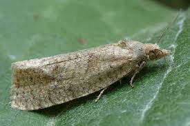 Attēlu rezultāti vaicājumam “Epiblema grandaevana”