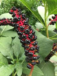 Attēlu rezultāti vaicājumam “Phytolacca acinosa”