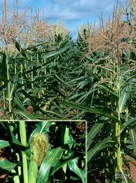 Attēlu rezultāti vaicājumam “Zea mays male flower”