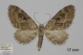 Attēlu rezultāti vaicājumam “Eupithecia pusillata”