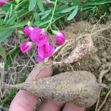 Attēlu rezultāti vaicājumam “Lathyrus tuberosus leaf”