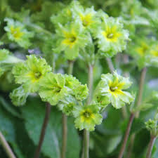 Attēlu rezultāti vaicājumam “Primula x polyantha”