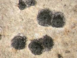 Attēlu rezultāti vaicājumam “Acrocordia gemmata”