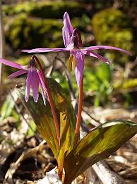 Attēlu rezultāti vaicājumam “Erythronium sibiricum”