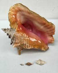 Image result for Aliger gigas