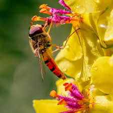 Attēlu rezultāti vaicājumam “Verbascum nigrum flower”