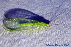 Attēlu rezultāti vaicājumam “Chrysopa”