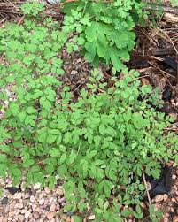 Image result for Adlumia cirrhosa