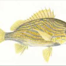 Image result for Haemulon flavolineatum