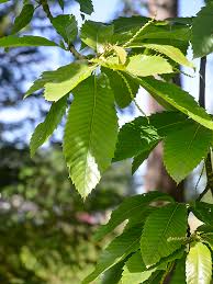 Attēlu rezultāti vaicājumam “Castanea sativa  leaf”