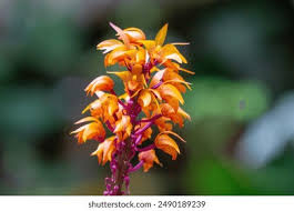 Attēlu rezultāti vaicājumam “Neottia nidus-avis flower”