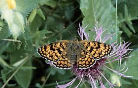 Attēlu rezultāti vaicājumam “Melitaea phoebe underside”
