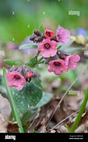 Attēlu rezultāti vaicājumam “Pulmonaria saccharata”