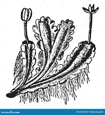 Attēlu rezultāti vaicājumam “Blasia pusilla sporophyte”