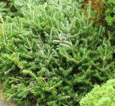 Attēlu rezultāti vaicājumam “Abies sibirica”