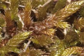 Attēlu rezultāti vaicājumam “Hypnum cupressiforme var. lacunosum”