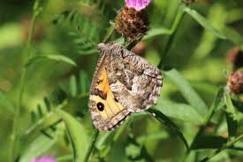 Attēlu rezultāti vaicājumam “Hipparchia semele underside”