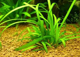 「水蘭」的圖片搜尋結果