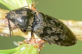 Attēlu rezultāti vaicājumam “Prosternon tessellatum”