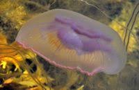 Attēlu rezultāti vaicājumam “Aurelia aurita”