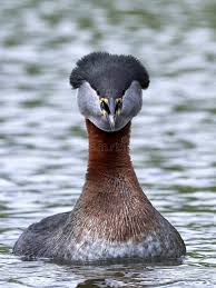 Attēlu rezultāti vaicājumam “Podiceps grisegena”